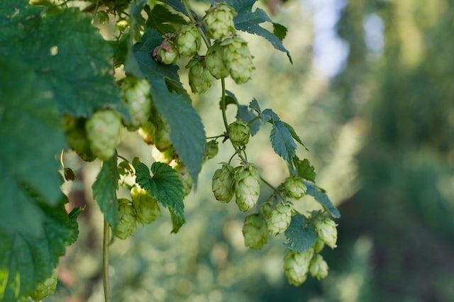 Hop plant with flowers