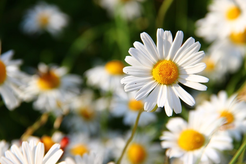 A picture of dausy flowers. White petals with sun yellow flower head in the middle