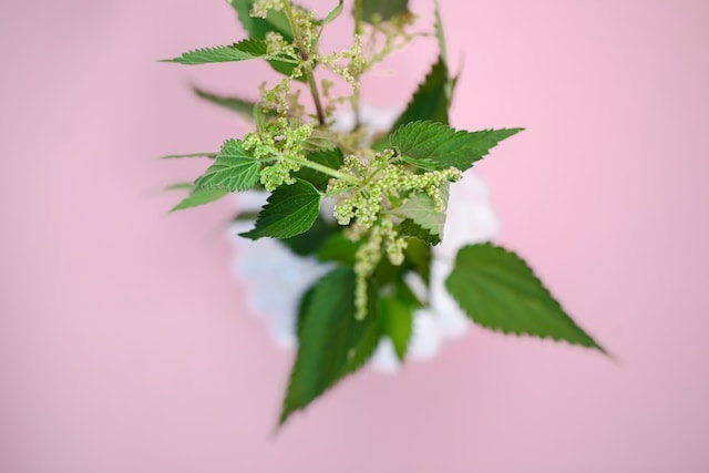 Nettle plant in white wade on pink background