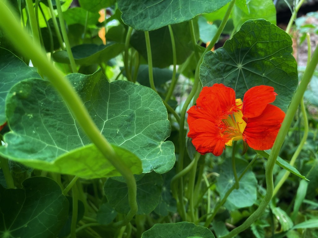 Red nasturtium flower, also shown are green leaves of the plant. Leaves and flowers are edible